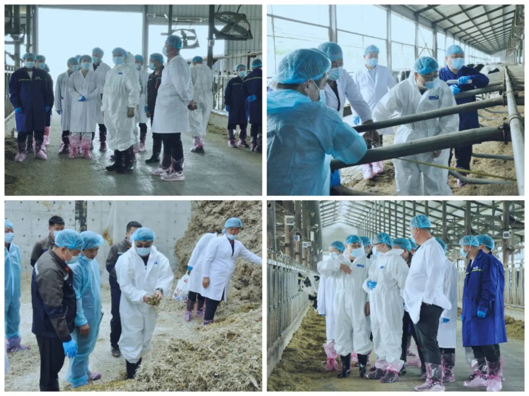 开云官方入口_开云（中国）丨国家奶牛产业技术体系首席科学家、中国农业大学教授李胜利一行莅临开云官方入口_开云（中国）鲁山瑞亚参观调研