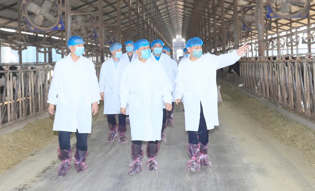 快讯丨河南省人民政府副省长武国定莅临开云官方入口_开云（中国）乳业集团瑞亚牧业调研奶源基地建设情况