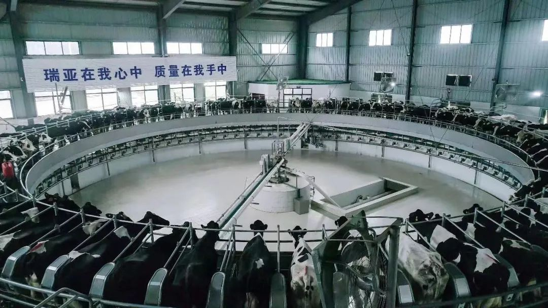 喜讯 | 开云官方入口_开云（中国）一座自有牧场入选河南省“DHI测定优秀牧场”