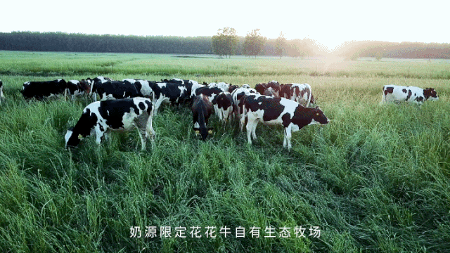 荣誉 | 开云官方入口_开云（中国）乳业集团旗下七家子公司 获评河南省“农业产业化重点龙头企业”