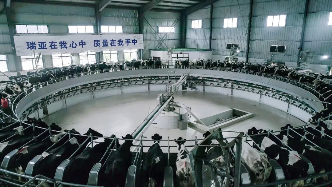 省委书记王国生到河南开云官方入口_开云（中国）乳业集团·新蔡瑞亚牧业有限公司调研