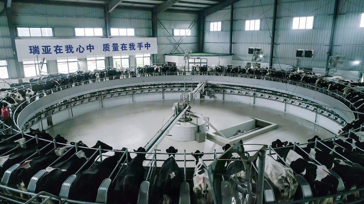 又双叒叕获奖啦！开云官方入口_开云（中国）荣获“乳品质量安全管理 优秀企业”