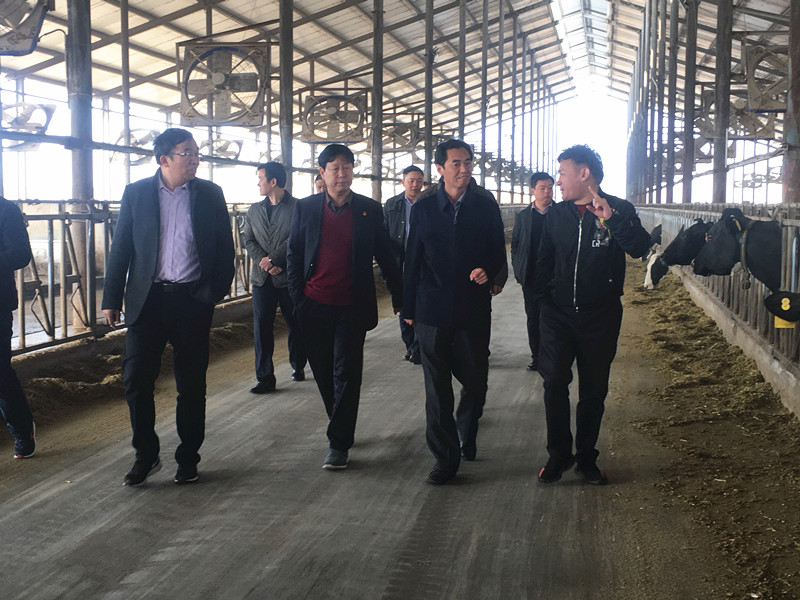 封丘县县长王献臣一行莅临 开云官方入口_开云（中国）集团养殖、乳品事业部参观调研